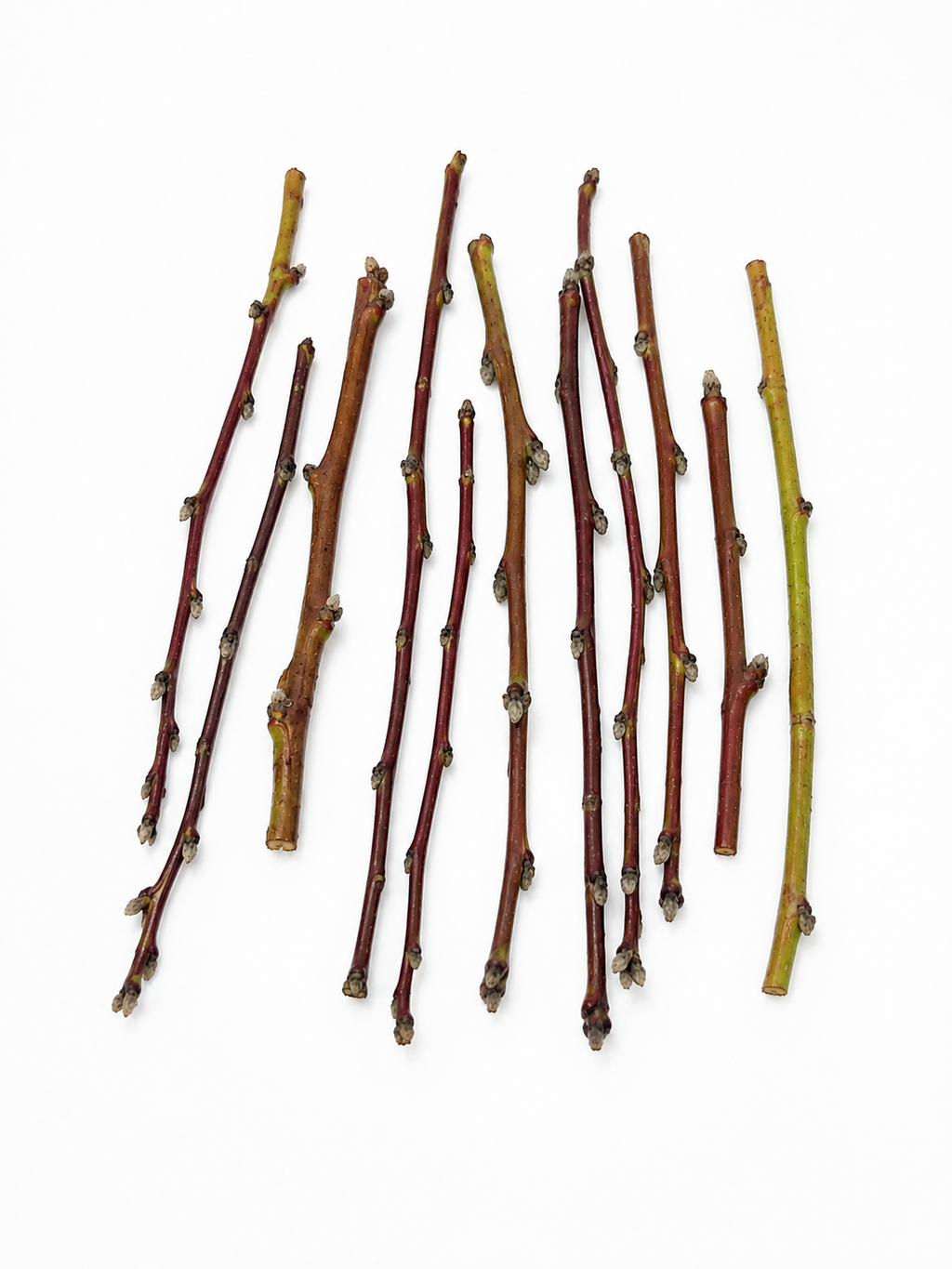 Ramitas del Huerto – Pack de 10 Palitos Frutales Naturales
