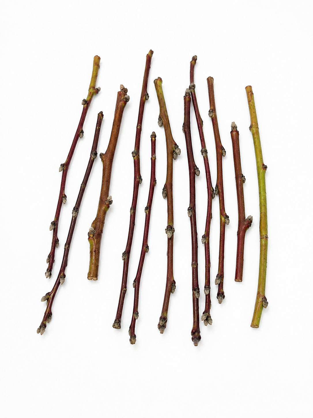 Ramitas del Huerto – Pack de 10 Palitos Frutales Naturales