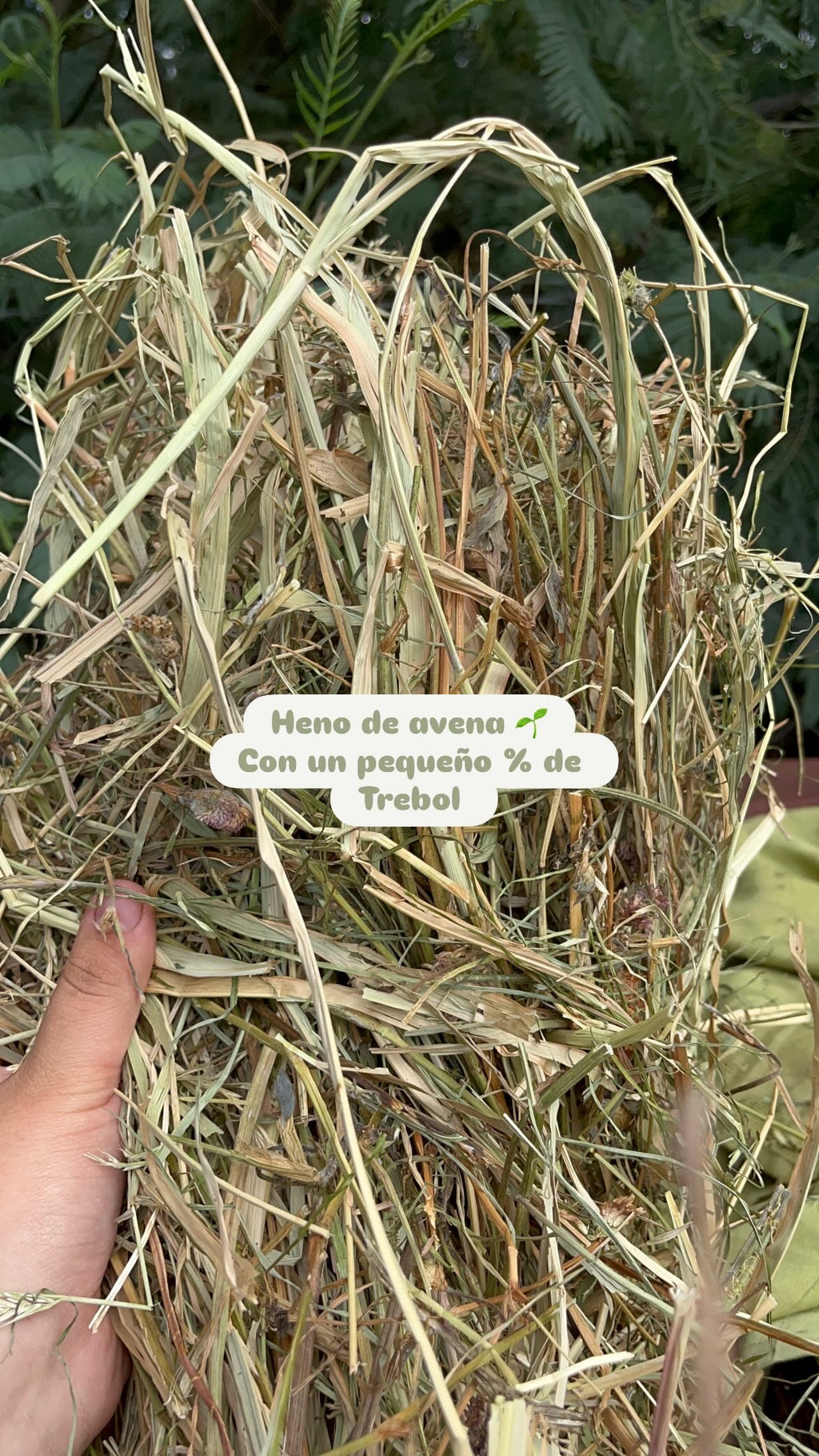 Avena+ % de trébol