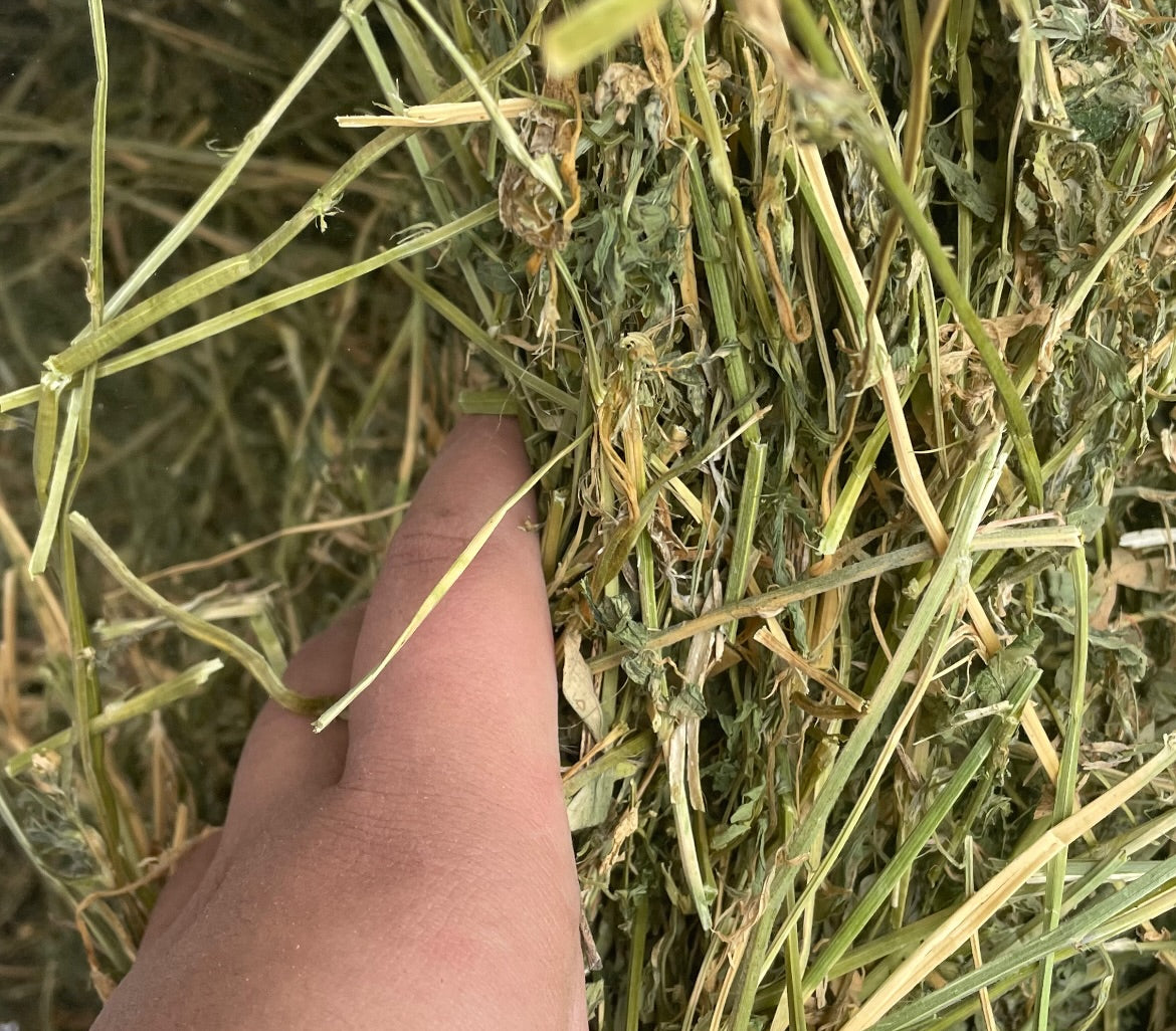 Heno – Saco 5 kg 🐰🌱