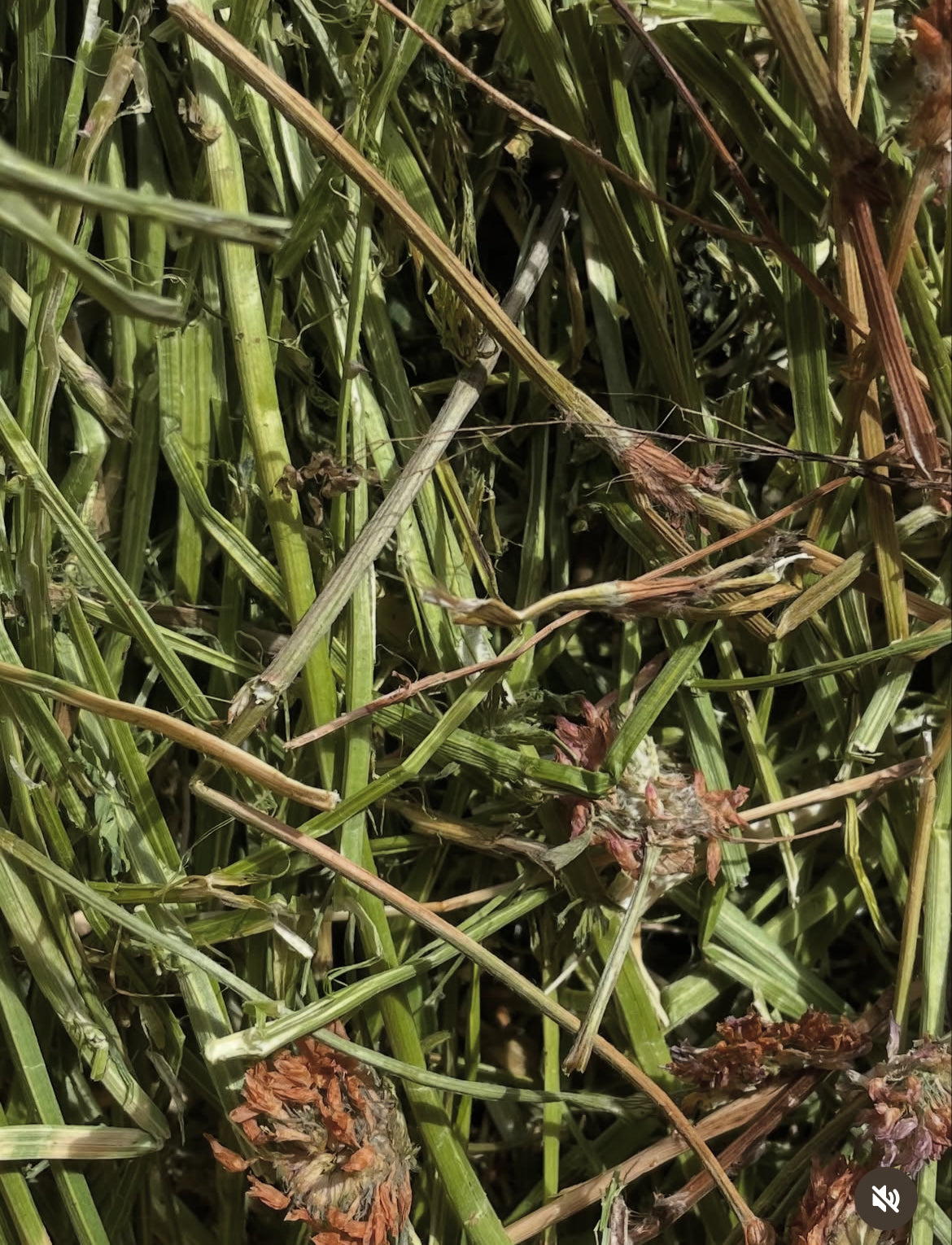 Heno – Saco 5 kg 🐰🌱